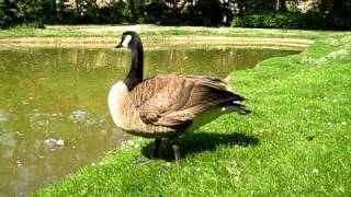 Gänse putzen und sonnen sich am Flora Marzina Teich WanneEickel  Kanadagänse [upl. by Soph954]