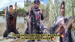 CASTING TOMAN MENGGUNAKAN SLATTERBAIT DISIANG HARI 🔥  Rapala Shad Rap Fiberglass Travel Rod 412LB [upl. by Morette180]