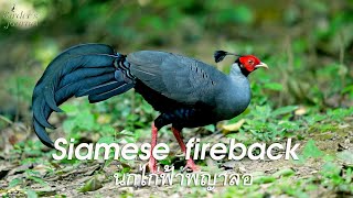 Siamese Fireback  นกไก่ฟ้าพญาลอ Birders Journal EP18  Wildlife Photography [upl. by Alhahs]