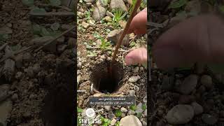 How to  Fastest Way To Plant Tree Saplings [upl. by Annaeg]