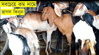 বাংলাদেশের সবচেয়ে সস্তা ছাগলের হাট থেকে ছাগল কিনুন কম দামে ।।goat price in bd।sagoler khamar।goat।। [upl. by Rhodes]