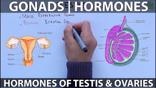 Gonads and Hormones [upl. by Llesram635]