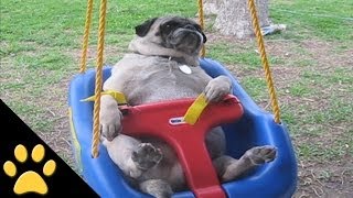 Pugs Are Awesome Compilation [upl. by Dearden378]