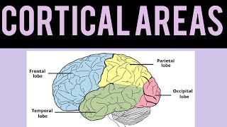 Cortical Areas of BrainFrontal lobe Easy and Quick Explaination [upl. by Yelkao]