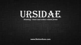 How to Pronounce ursidae with Meaning Phonetic Synonyms and Sentence Examples [upl. by Chadd]