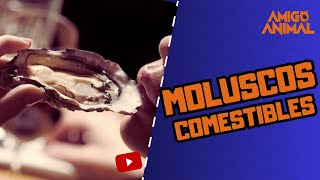 Moluscos COMESTIBLES [upl. by Bowles]