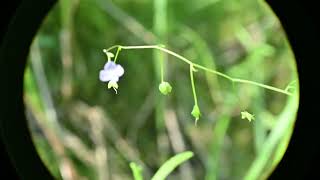 Veronica scutellata Marsh Speedwell [upl. by Aokek]