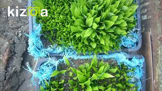 Czosnek niedźwiedziUprawa z nasion w pojemnikachBaerlauch Anbau aus SamenWild Garlic growing [upl. by Nnybor]