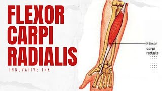 Why Flexor Carpi Radialis is essential for optimal performance [upl. by Tebor]