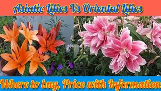 Asiatic Lilies Vs Oriental Lilies Care with Prices amp names [upl. by Erasme]