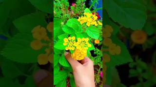 Lanchana plant care😍👍🏻trendingshorts gardeningshortsviral flowersterracegardens plantsshorts [upl. by Rossi52]