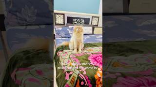 Billu se cheating😳😳 cat catcomedy billucat sajidcat billicomedy catvideos catlover billug [upl. by Safoelc]