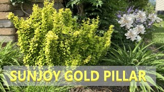 Sunjoy Gold Pillar Barberry  Plant Highlight 2020 Illinois Zone 5 Garden [upl. by Septima610]