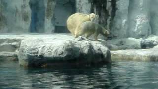 Polar Bears Swimming At Safari World Bangkok [upl. by Infield]