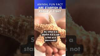 Are Starfish Really Fish ⭐ preschoolgenius animalshorts animalfacts [upl. by Riannon]