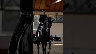 stallion version of this trend 😮‍💨 horse equestrian viral trend edit [upl. by Neyut]