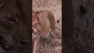 Newborns First Steps with Mommy animals baby cat cute lion nature shorts AnimalsLif3 [upl. by Ativad]