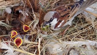 Sparrow Feeding Babies and Cleaning Nest [upl. by Budde]