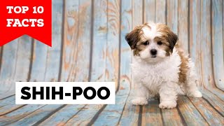 Shih Poo  Top 10 Facts [upl. by Dinnie]