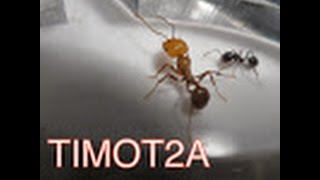 fiche elevage  myrmica rubra [upl. by Vivia]