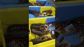 Crabes et Homards qui défilent en Chaîne  Kéroman Fishing Port  Lorient  Bretagne  France [upl. by Retsila362]