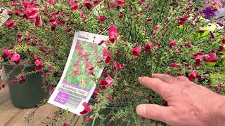 Cytisus Windlesham Ruby Hybrid Broom 🌟Beautiful Easy to Grow Very COLORFUL Shrub [upl. by Danica]