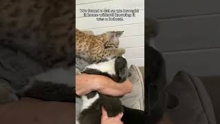 This man rescued a lost motherless baby bobcat and brought it home to raise animalshorts [upl. by Smada]