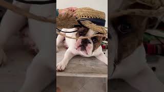 dogtrends dog puppy pets cute cutedog ApolloTheFreelanceBulldog [upl. by Arriet]