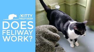 Does Feliway Work [upl. by Skinner]