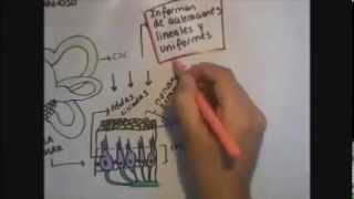 Sistema Vestibular y Equilibrio didáctico [upl. by Otho]