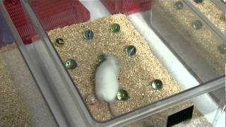 Using mice as a model for Alzheimers disease [upl. by La Verne]