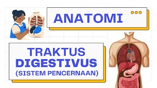 Anatomi Lengkap Sistem Pencernaan Traktus Digestivus  Alimentary Tract  Sistem Pencernaan [upl. by Holihs]