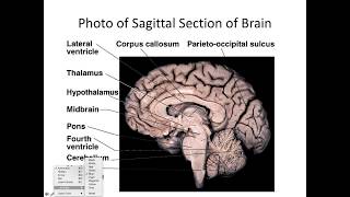 B232S18 Brain and Cranial Nerves part I [upl. by Ahsemik]