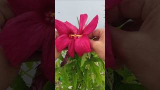 Hibiscus hand pollination 🌺 youtube gardening uttarakhand garden handpollination hibiscus diy [upl. by Jarv]