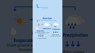 Water Cycle  Evaporation  Condensation  Precipitation watercycle [upl. by Rehpotsrhc910]