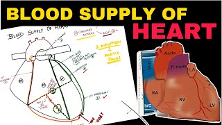 Blood Supply of Heart  Coronary Circulation  Easy Concepts  Thorax Anatomy [upl. by Aidnahs]