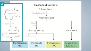 Eicosanoids Pathway  Prostanoids And Leukotrienes BioSynthesis Pathways [upl. by Ethban]