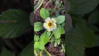 Turnera subulata flower  home gardening [upl. by Akinyt]