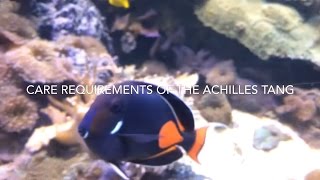 Achilles tang Care Acanthurus Achilles [upl. by Elery]