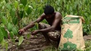 Biogenic Green technology for organic Bulath BETEL Farming Sri lanka Mr upali piyadigamas farm [upl. by Derby764]