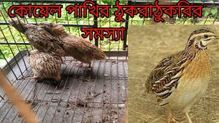 কোয়েল পাখির ঠুকরাঠুকরি সমস্যা ও সমাধান।shampa2001 কোয়েল কোয়েলপাখিপালন [upl. by Yuri]