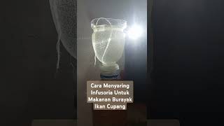 CARA MENYARING INFUSORIA UNTUK MAKANAN BURAYAK IKAN CUPANG [upl. by Disario]