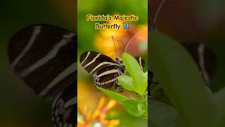 Florida’s Majestic Zebra Butterfly in Action [upl. by Carnes]