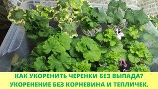 Обязательно укорените черенки этим способом Черенок не вянет и не гниетСпособ укоренения дает 100 [upl. by Tiffy]