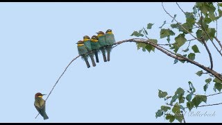 Funny European Beeeaters Merops apiaster on a Twig [upl. by Hannavahs]