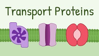 Transport Proteins Pumps Channels Carriers [upl. by Leirrad]