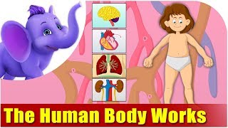 How the Human Body Works  Kids Animation Learn Series [upl. by Lleneg267]