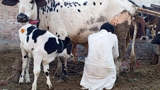 Milk Fever in Cows Causes Symptoms Diagnosis and Treatment [upl. by Andrei]