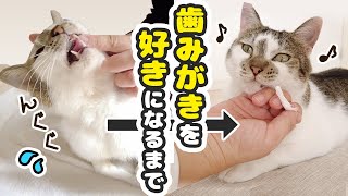 愛猫が歯みがきを大好きになるまでの1年を振り返ってみた [upl. by Westerfield200]