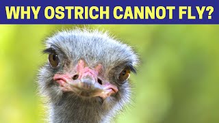 Why Ostrich Cannot Fly  Why Cant Ostrich Fly  Why Cant Ostriches Fly [upl. by Reginauld]